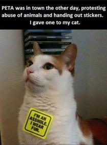 Asshole cat