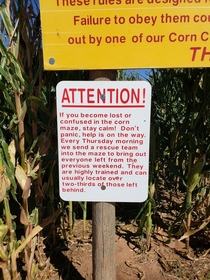 At a corn maze