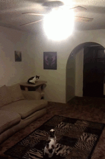Athletic cat turns off the light for his friend