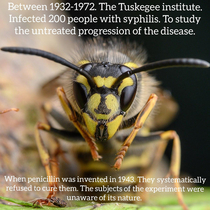 Atrocity Wasp is here to teach you about us history