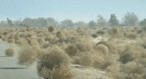 Attack of the Tumbleweeds