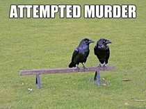 Attempted Murder