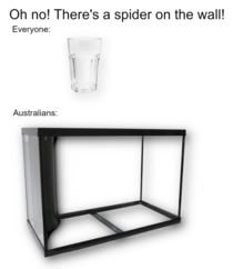 Australian Spiders