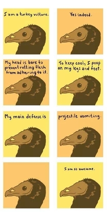 Awesome turkey vulture
