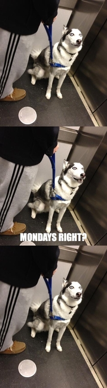 Awkward conversation dog in my friends elevator