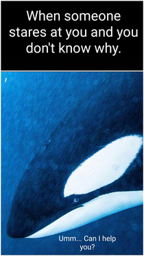 Awkward orca