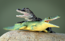 Baby American alligator plays with a rubber toy alligator