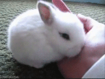 Baby bunny wants to hide in the palm of a mans hand