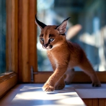 Baby Caracal