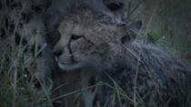 Baby cheetah surviving rough weather in the wild
