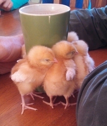 Baby chicks enjoying the coffee cups warmth