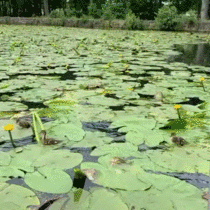 Baby ducklings on lily pads