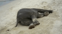 Baby Elephant Enjoying The Beach