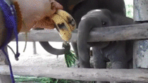 Baby Elephant pleased by yummy bananas