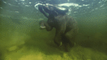 Baby elephant swimming