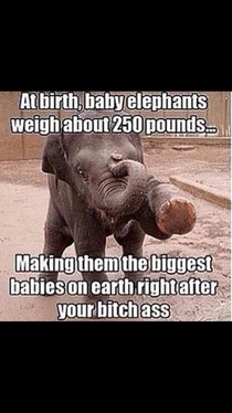 Baby Elephants