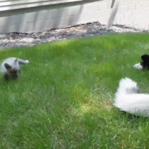 Baby fox playing with a husky