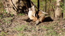 Baby Fox Scratching