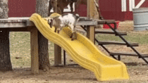 Baby goat on a slide