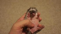 Baby hedgehog yawning