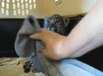 Baby Jaguars reaction to its new blanket