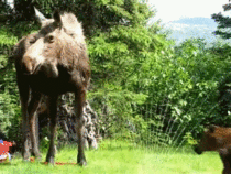 Baby moose playtime