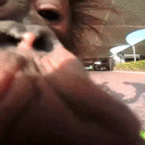 Baby orangutan  camera