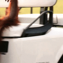 Baby orangutan driving a golf cart - Meme Guy