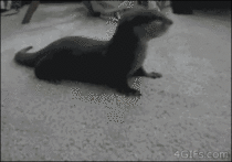 Baby otter attack