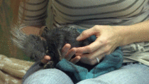 Baby porcupine gets scritches