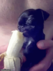 Baby Pug eating banana x-post raww