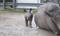 Baby rhino and his mother