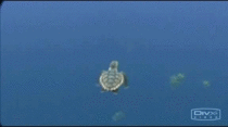 Baby sea turtle swims to freedom