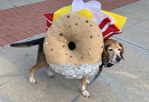Bacon Egg and Cheese on an Everything Beagle