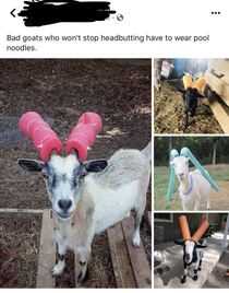 Bad goats wearing foam helmets