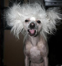 Bad hair day