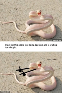 Bad Joke Snake