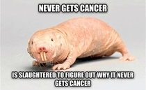 Bad luck naked mole rat