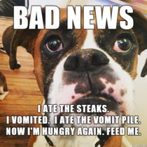 BAD NEWS DOG
