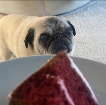 Bailey wants some cake