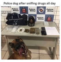 BAKED DOGGO