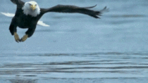 Bald Eagle catches lunch