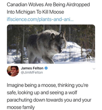 BAM Wolf dropped on your family