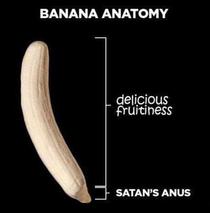 Banana anatomy