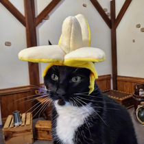 Banana Cat Hat