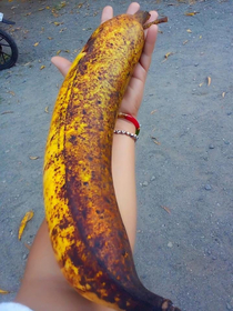 Banana for scale