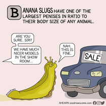 BANANA SLUG by Zoodraws Animal Facts 