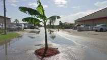 Banana tree planted in a pothole to protest road condition in Florida