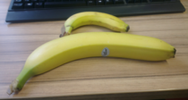 Banana with banana for scale
