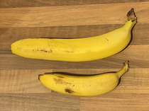 Banana with banana for scale